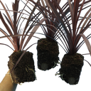 Cordyline Red Star Plant