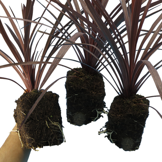 Cordyline australis 'Red Star' (Cabbage Palm) – Architectural Evergreen (Set of 3 or 6)