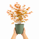 3L Orange Leaf Acer Tree, Nursery Pot, Patio Garden Pots
