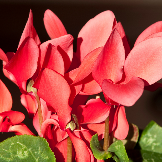 Coral-red cyclamen flowers with upswept petals on pink stems above glossy green leaves