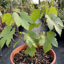 Superior Seedless White Grape Vine Plants