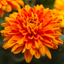 Set of 3 or 6 Large Plants -  Chrysanthemum Orange, Ready to Plant in Your Garden, Peat Free