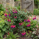 3 Trailing Fuchsia Hanging Basket Plants, Purple and Pink, Summer Bedding, 10.5cm Pots