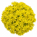 Sedum Oreganum Stonecrop Plants (Set of 3 or 6)