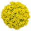Set of 3 or 6 Sedum Oreganum Stonecrop Plants, Hardy Perennial, Bee Friendly Ground Cover, Outdoor Garden Ready, 1 Litre / 11cm Root-Ball