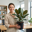 Ficus Robusta Rubber Plants