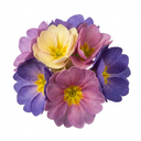 Primrose Chameleon Blue Plants (Set of 3 or 6)