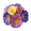 Set of 3 or 6 Primrose Chameleon Blue Hardy Perennial Plants, Colour Changing Spring Flowers, Outdoor Garden Ready, 1 Litre Root-Ball