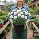Fragrant Cottage Pink Dianthus Memories Plant (5L Pot)
