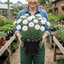 1 Fragrant Cottage Pink Dianthus Memories, Hardy Perennial Summer Flowering Garden Plant, 5L Root Ball