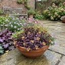 Sedum Oracle Stonecrop Plants (Set of 3 or 6)
