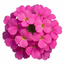 Set of 3 or 6 Large Plants - Aubrieta Florado Neon Pink, Ready to Plant in Your Garden, 1L
