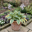 Set of 3 or 6 Large Hosta Plants - First Frost Plantain Lily, Ready to Plant in Your Garden