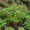 Cornus Flaviramea Yellow Twig Dogwood Plants