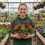 Set of 3 Large Plants - Petunia Easy Wave Red, Outdoor Garden Ready