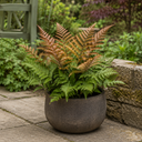 3 Dryopteris Erythrosora Copper Shield Fern Pots, 9cm