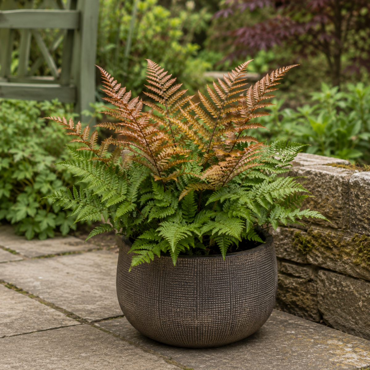 Dryopteris erythrosora (Copper Shield Fern) – Hardy Fern (3 x 9cm Pots)