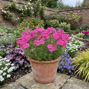 Phlox ‘Fabulous Rose’ Plants (Set of 3 or 6)
