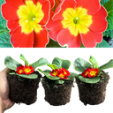 Primrose Red Plant