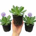 Primula Denticulata Lilac Drumstick Primrose Plants (Set of 3 or 6)