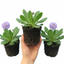 Set of 3 or 6 Primula Denticulata Lilac Drumstick Primrose Plants, Hardy Perennial, Bee Friendly Spring Flowering, Outdoor Garden Ready, 1 Litre Root-Ball