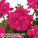 Geranium Sunflair Joscina Hot Pink Plants (Set of 3 or 6)