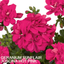 Set of 3 or 6  Large Plants - Geranium Sunflair Joscina Hot Pink, Outdoor Garden Ready