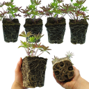Lupin Legendary Blue Plants (Set of 3 or 6)