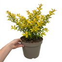 Ligustrum Aureum Golden Privet Hedge Plants