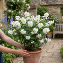 Philadelphus Snowbelle Mock Orange Plants