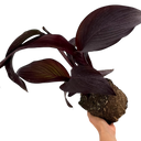 Canna Tropicanna Black Plants