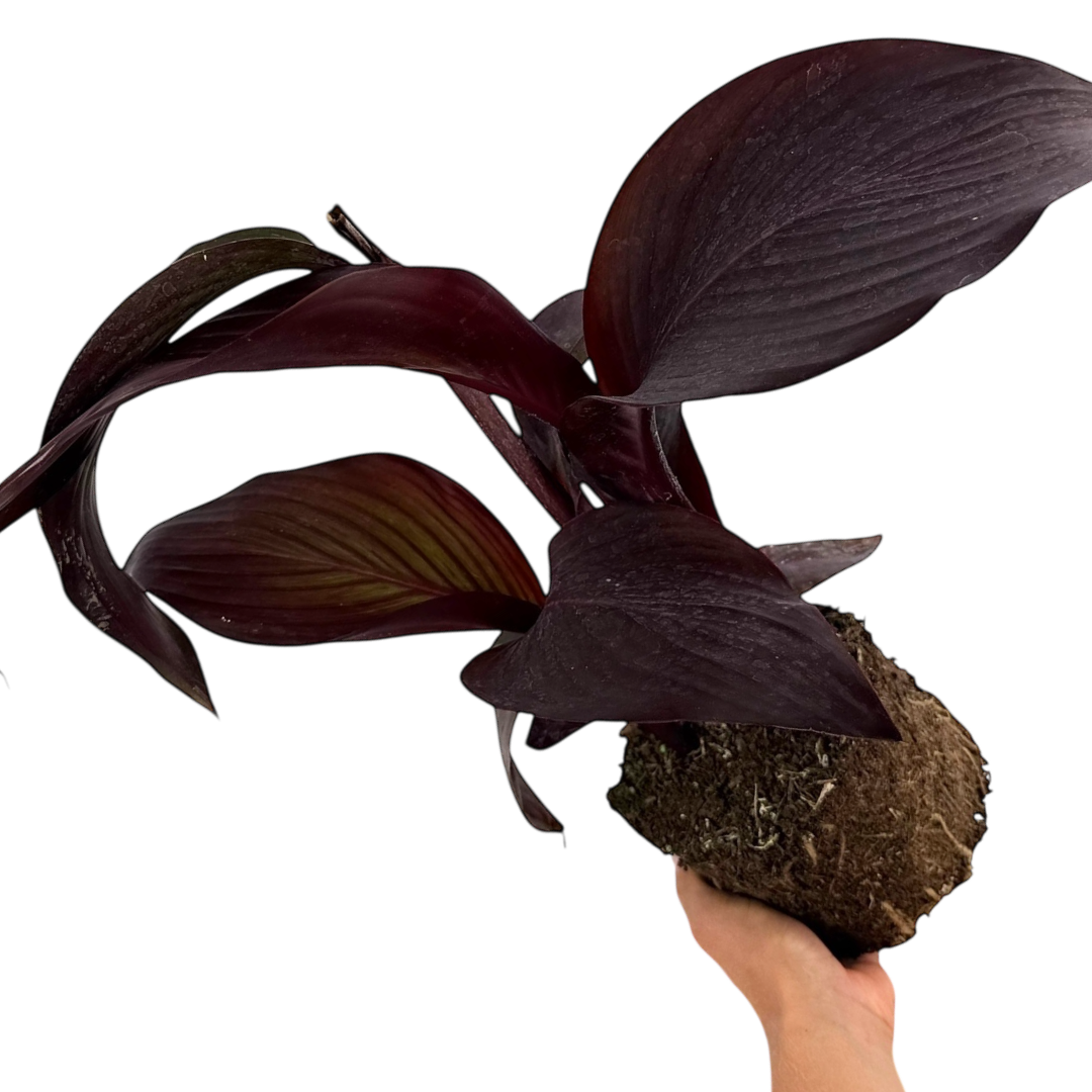 Canna 'Tropicanna Black' – Dark Leaved Canna Lily (3L Pot)