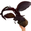 1 Canna Tropicanna Black Plant, Dark Leaf Canna Lily, Hardy Tropical Perennial, 3L Root Ball