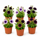 Set of 3 or 6 Petunia Amazonas Mixed Plants, 1 Litre Pots, Summer Bedding