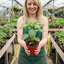 Set of 6 Large Sweet Pepper Plants - Red King Variety, Ready to Plant in Your Garden