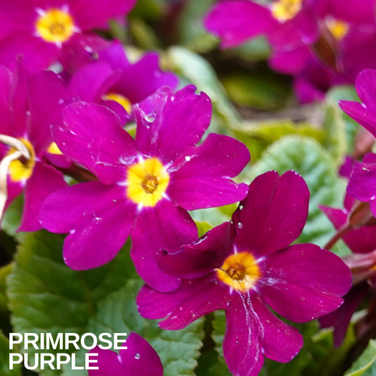 Primrose Purple in flower, vivid magenta-purple blooms with yellow eyes above green leaves