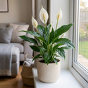Spathiphyllum Peace Lily Plants
