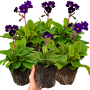 Polyanthus Stella Pheasant Eye Plants (Set of 3 or 6)