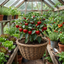 Set of 3 or 6 Large Plants - Sweet Pepper Redskin, Ready to Plant in Your Garden
