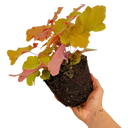 Heuchera Marmalade Plant (2L Pot)