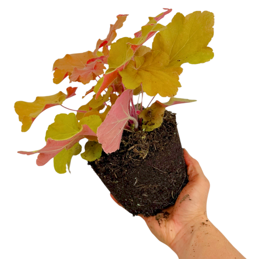 Heuchera 'Marmalade' (Coral Bells) – Evergreen Perennial (2L Pot)