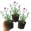 Set of 3 or 6 Verbena Bonariensis Hardy Perennial Plants, Tall Purple Cottage Garden Flowers, Outdoor Garden Ready, 1 Litre Root Ball