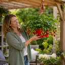 Strawberry Toscana Plants
