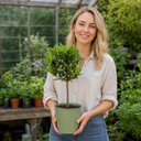 2L Bay Tree, Laurus Nobilis, Evergreen Culinary Herb, Pots