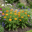 Set of 3 or 6 Garden Ready Plants – Calendula ‘Fiesta Orange’, Ready to Plant