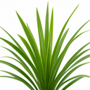 3 Cordyline Australis Plants, Hardy Evergreen, 9cm Pots