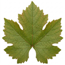 Vitis Strawberry Wine Grape Vine Plants