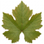 1 Vitis Strawberry Wine Grape Vine Plant, Hardy Outdoor Garden Ready, 3 Litre Root-Ball