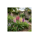 Foxglove Foxy Mix Plants (Set of 3 or 6)