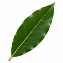 2L Bay Tree, Laurus Nobilis, Evergreen Culinary Herb, Pots
